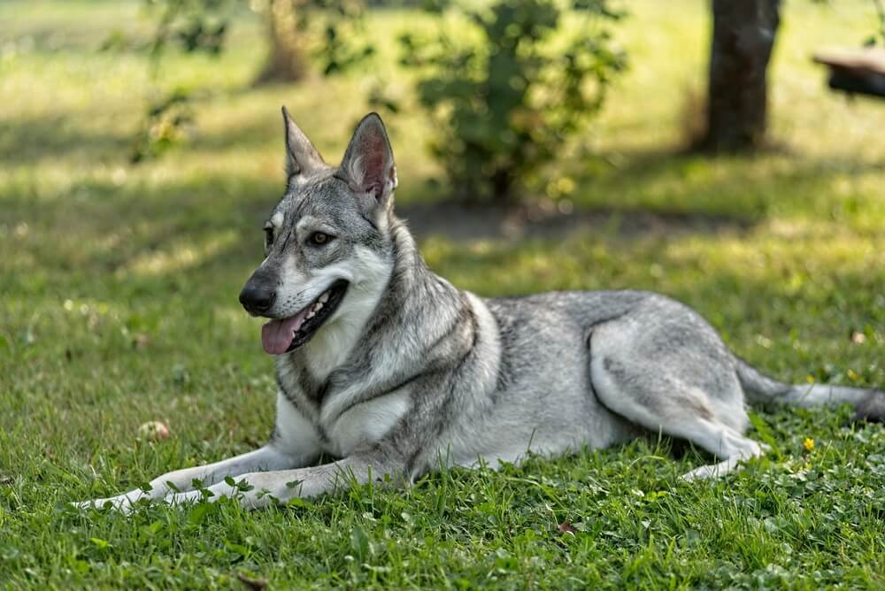 Resembling a wolf - Saarloos wolfdog young female laying outdoors.