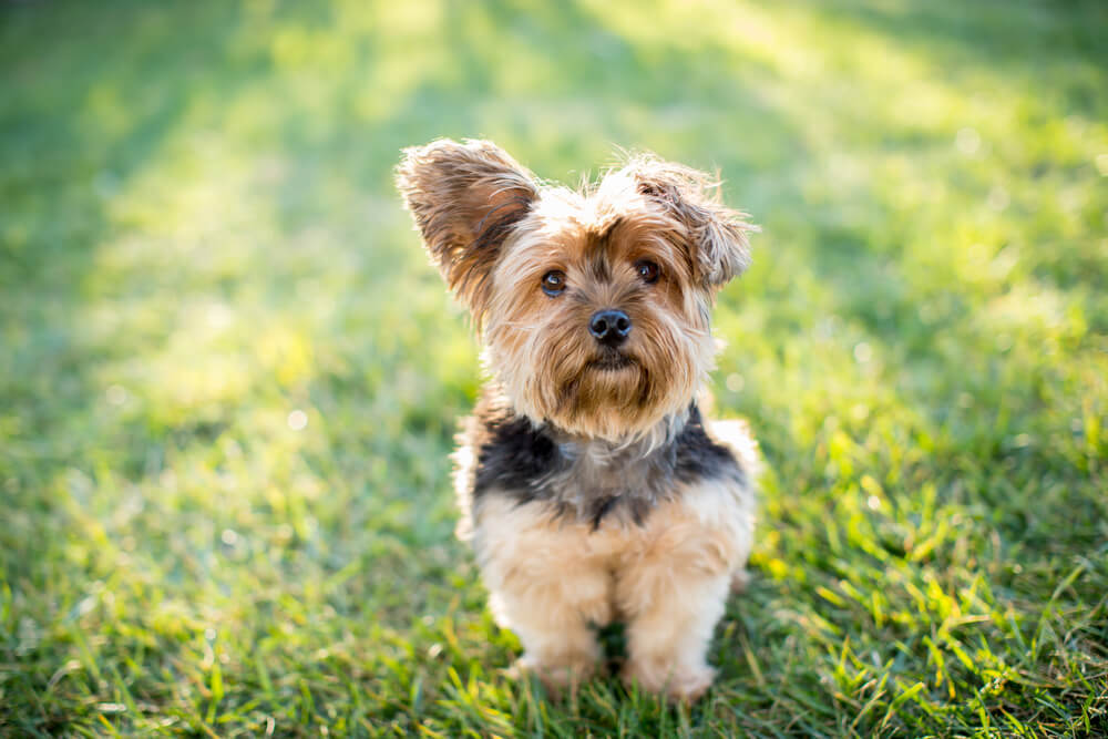 A small long haired Yorkie dog in the grass.
