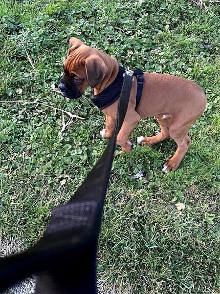 A boxer puppy walked on a leash on the grass