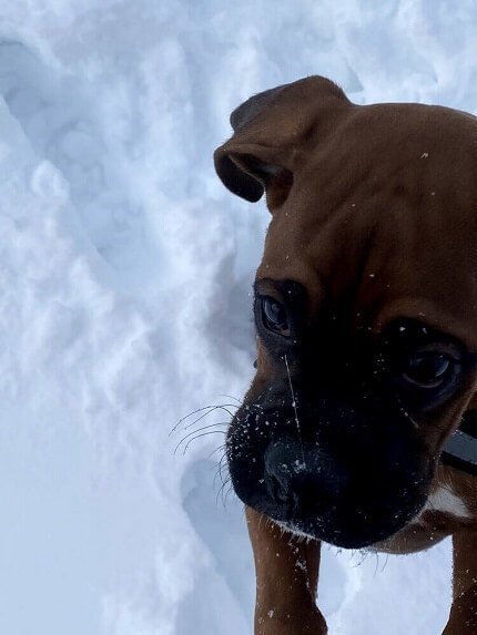 A boxer puppy playing in the snow