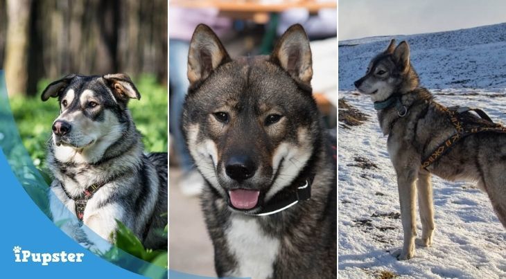 Dog Breeds That Resemble Coyotes