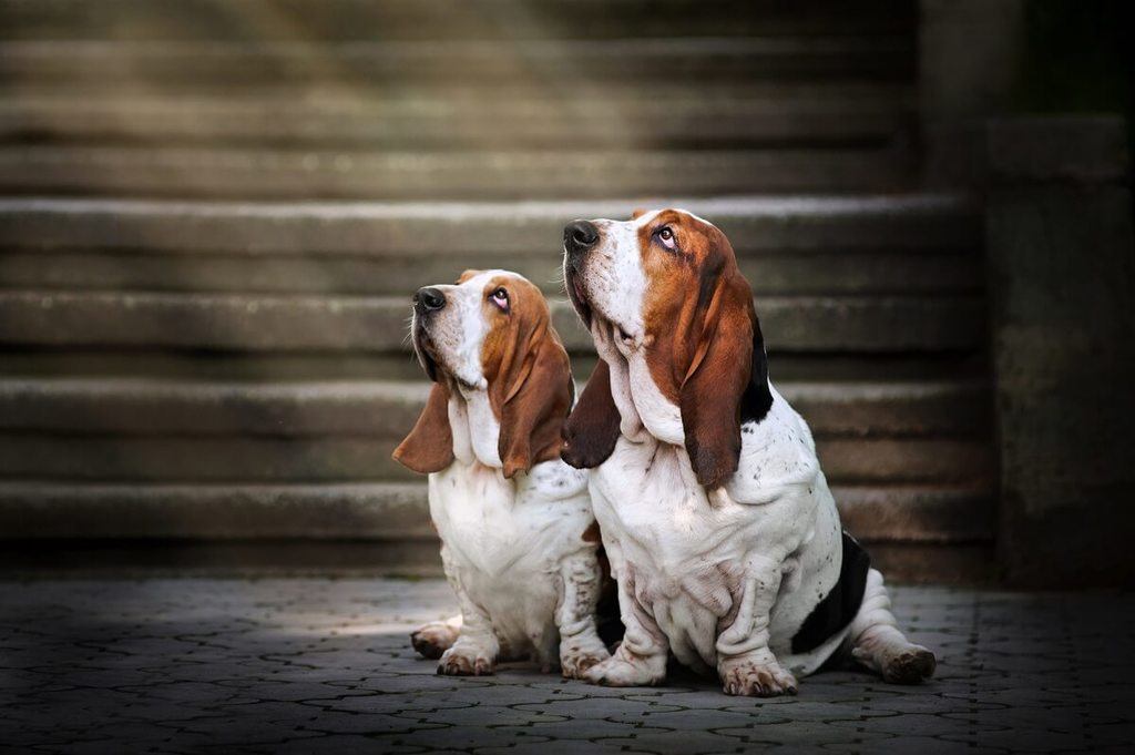 Small Basset Hound puppy and adult dog with prominent big ears