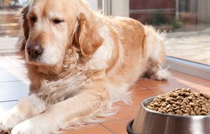 An aging golden retriever sitting in front of his food bowl not eating