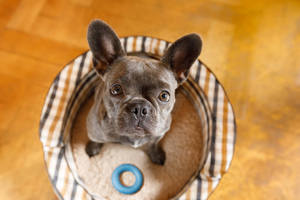 A cute black French bulldog puppy with big ears sitting in his dog bed with a rubber toy
