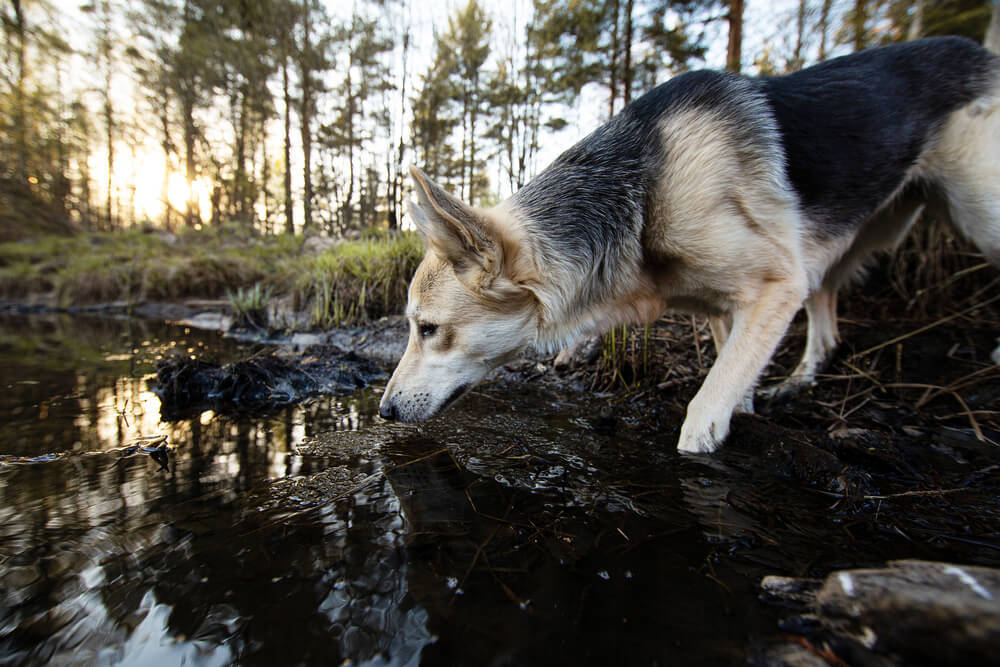 German shepherd dog drinking murky water from a puddle in the forest