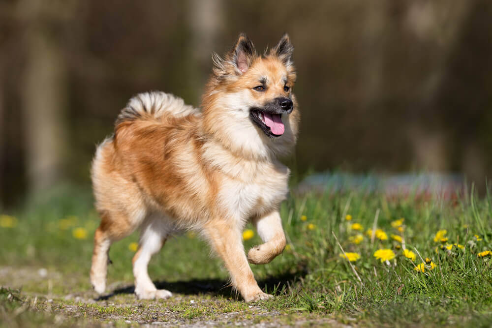 Icelandic Sheepdog walking in nature by the flowers