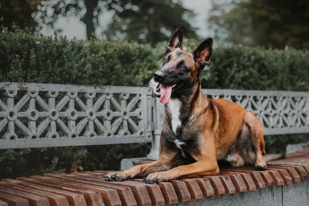 Malinois dog sitting on a bench outdoors in the autumn