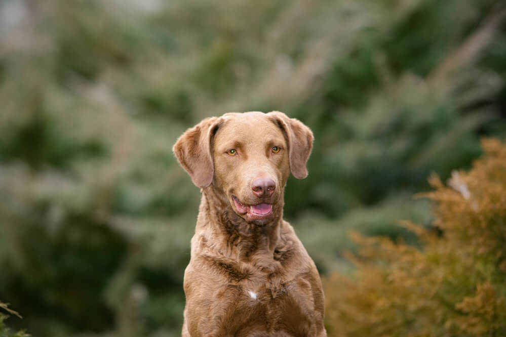 A closeup portrait of a large-sized Chesapeake Bay Retriever dog in a dense forest