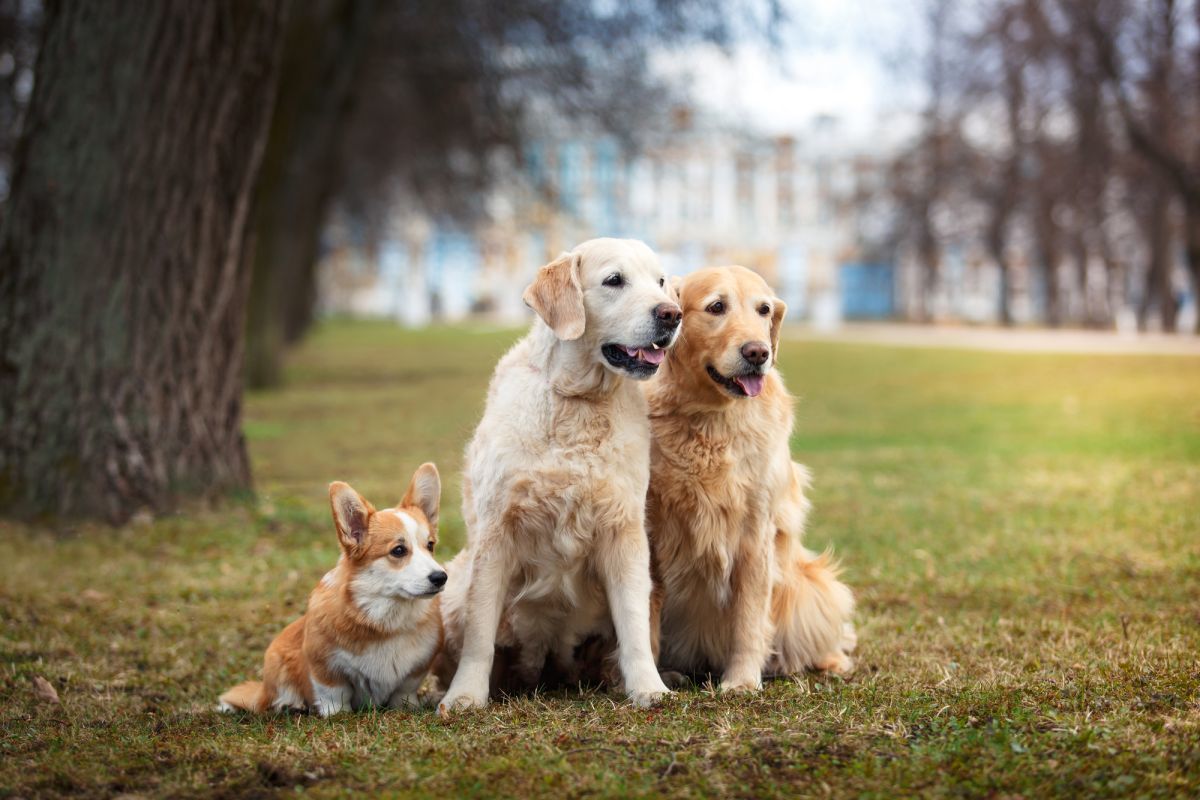 Dog breed Welsh Corgi Pembroke and Golden retriever together in the park getting along with one another