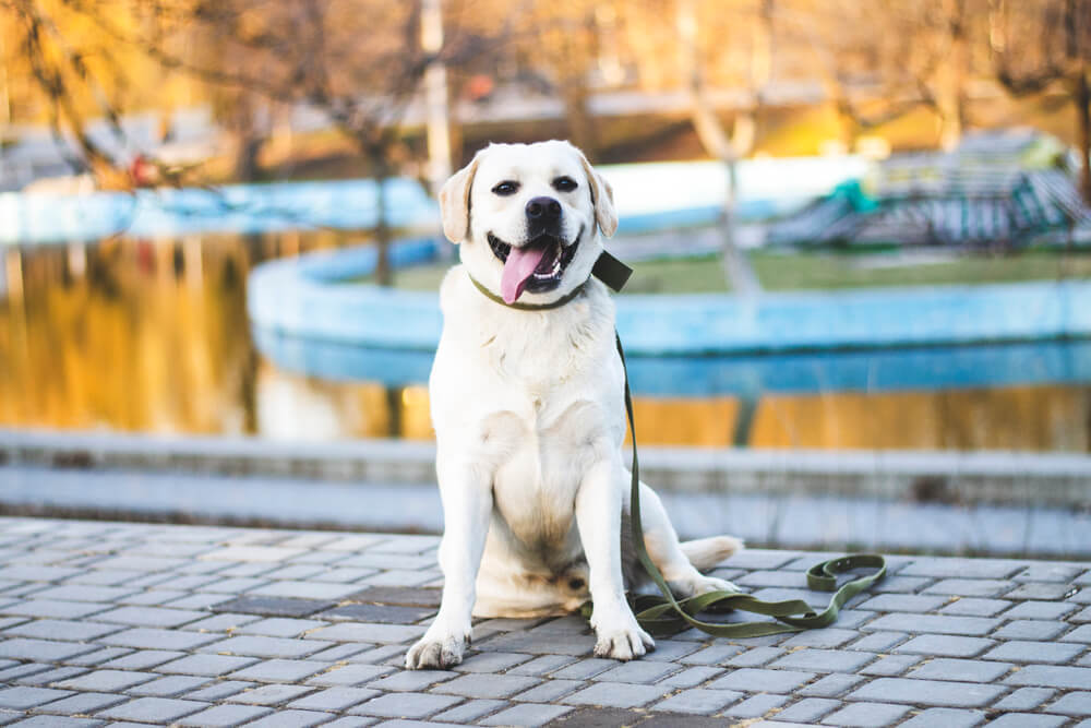 A white male Labrador outdoors in a sitting position