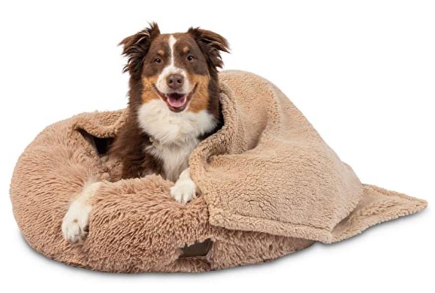 A beautiful Australian Shepherd inside a Calming Dog Bed with Blanket
