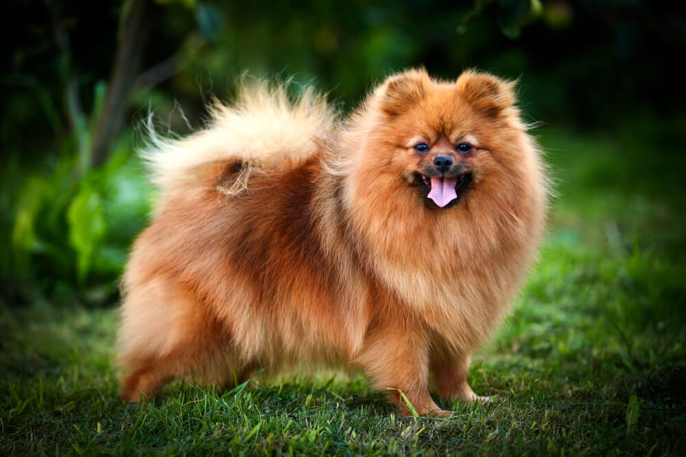 A beautiful fluffy brown Pomeranian in the grass