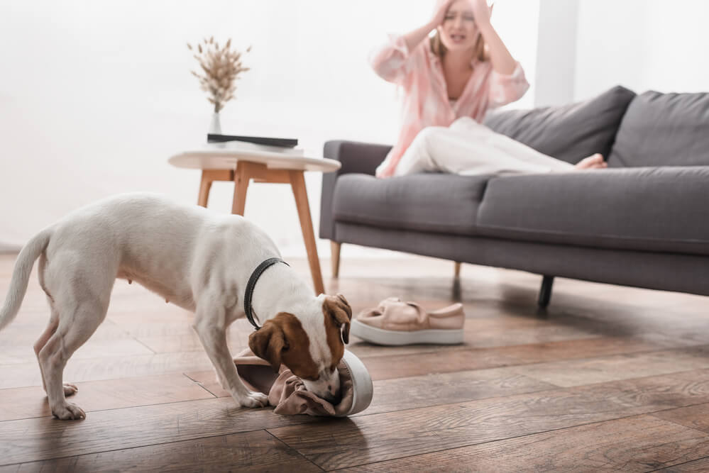 Jack russell terrier biting shoes on floor near frustrated owner on blurred background