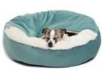 A Jack Russell sleeping in a blue dog bed with a blanket attached