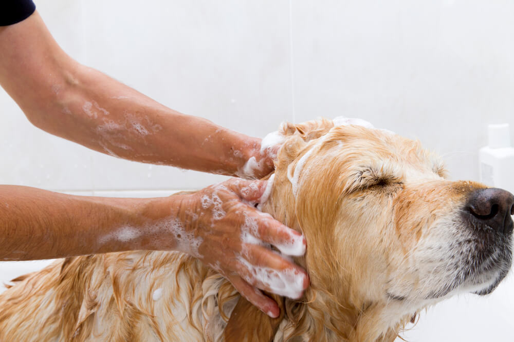A dog getting shampooed in the bath avoiding eyes, nose and mouth.
