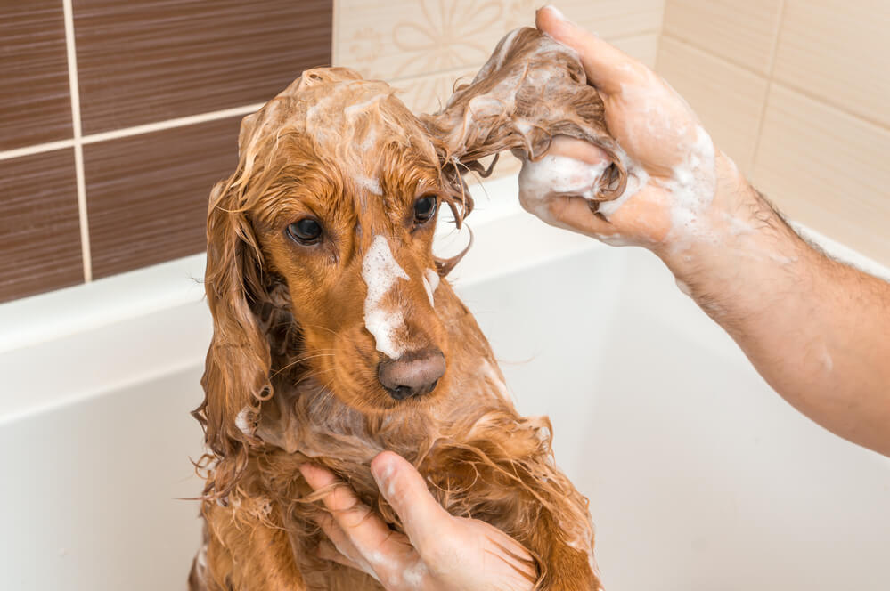 Shampooing a cocker spaniel, thoroughly cleaning his ears.