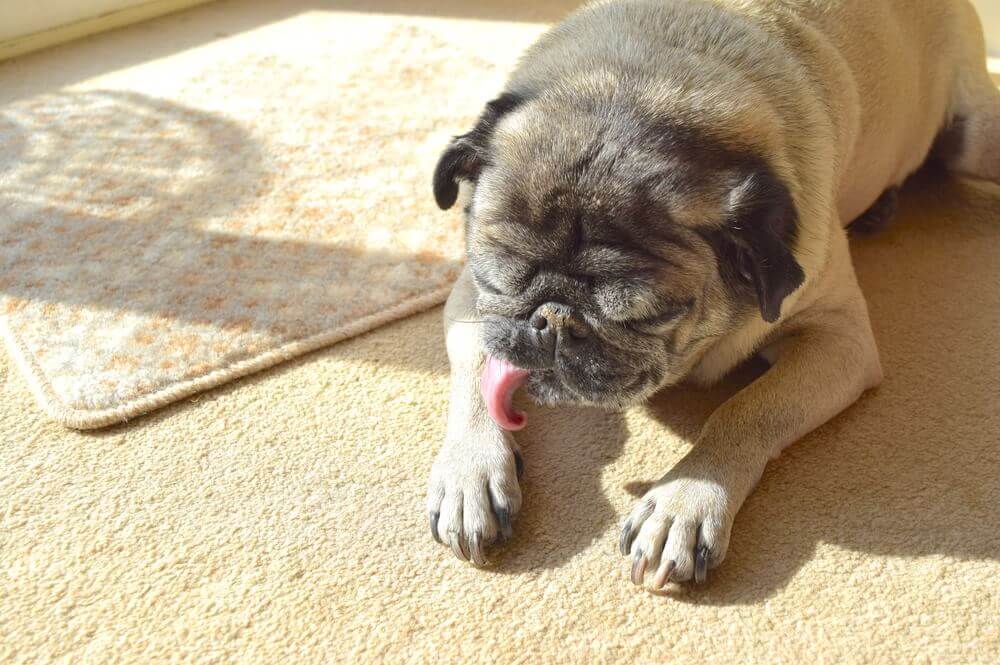 Cute pug dog washing his paws in the sun