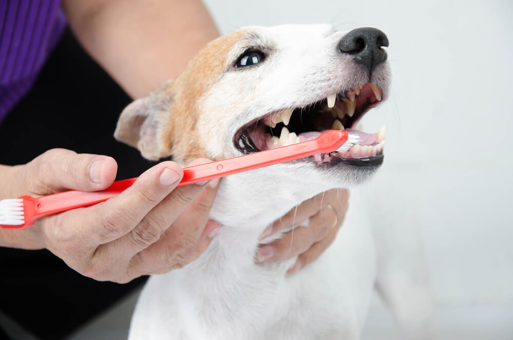 A dog getting his teeth brushed by owner with a toothbrush and toothpaste