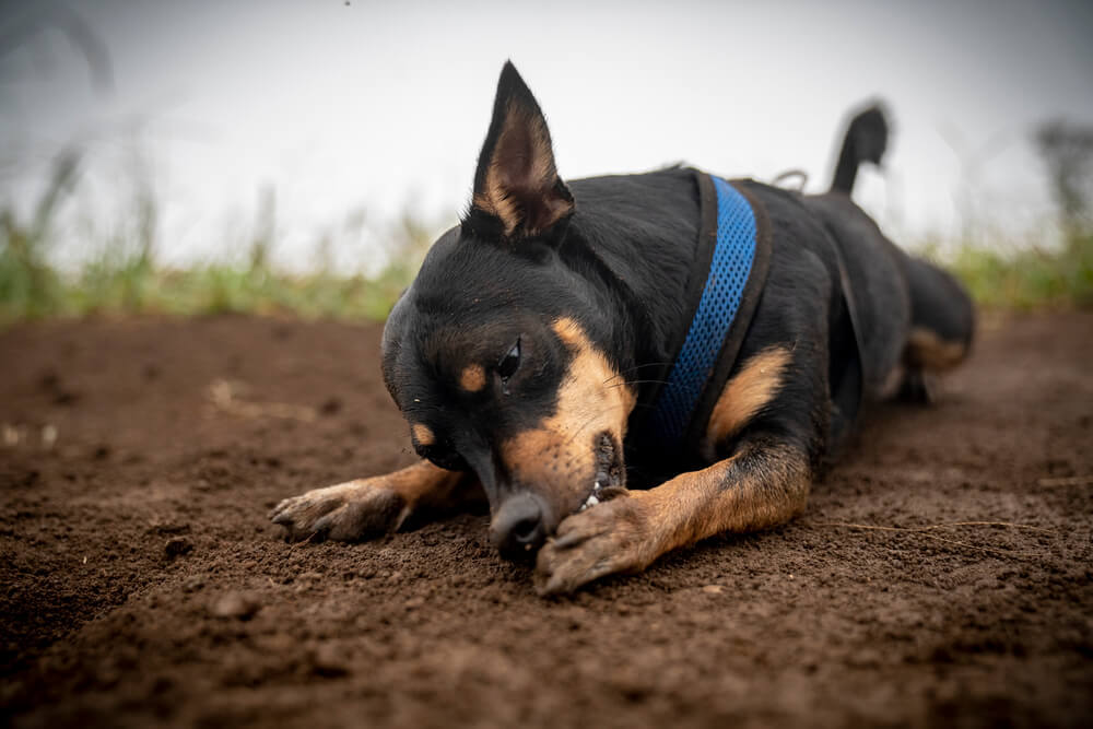 A dog chewing on his paws while lying on dirt in the ground
