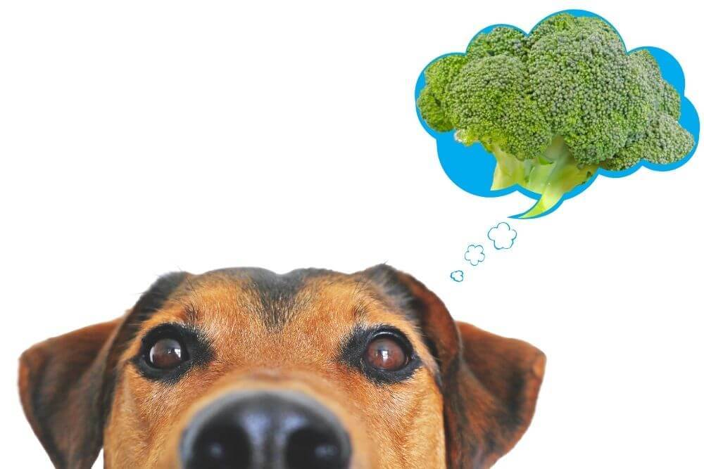 Is Broccoli Safe For Dogs To Eat?