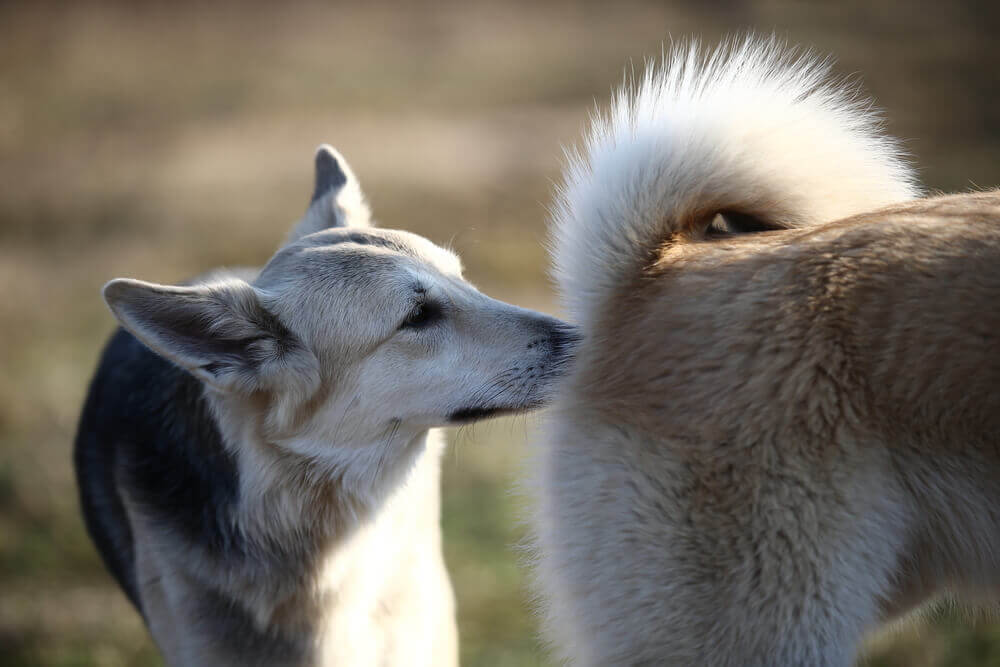 A male dog smells a female dog in heat