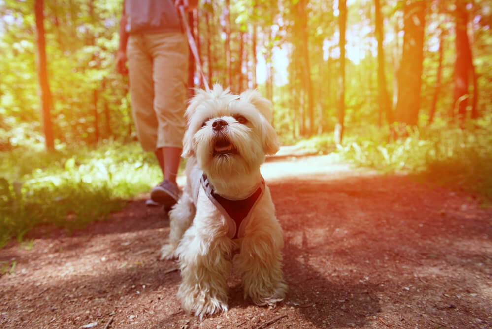 A maltese puppy wearing a dog harness walking in forest with owner