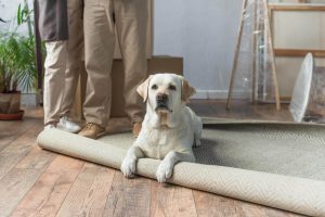 A sad labrador sitting on an unrolled carpet moving house