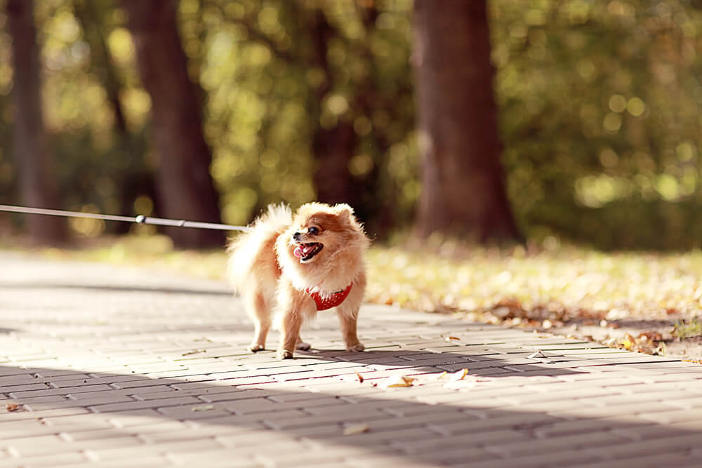 A young Spitz dog walking with a padded harness