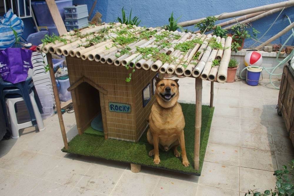 Cute Outdoor Dog House