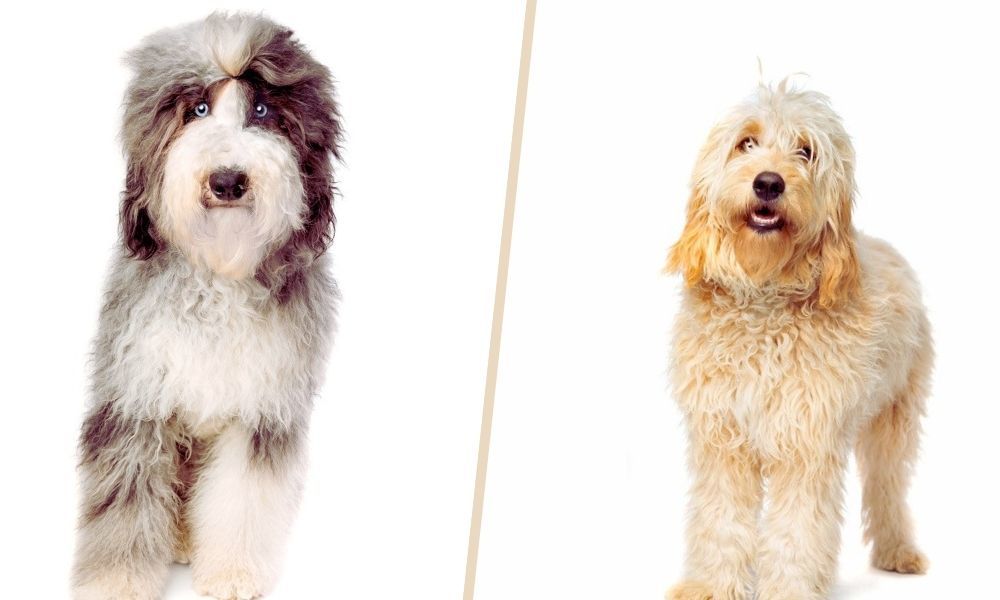 Sheepadoodle vs Goldendoodle Dog Breeds