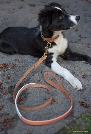 Making Your Own Dog Collar & Leash