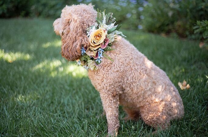 DIY Floral Dog Collar