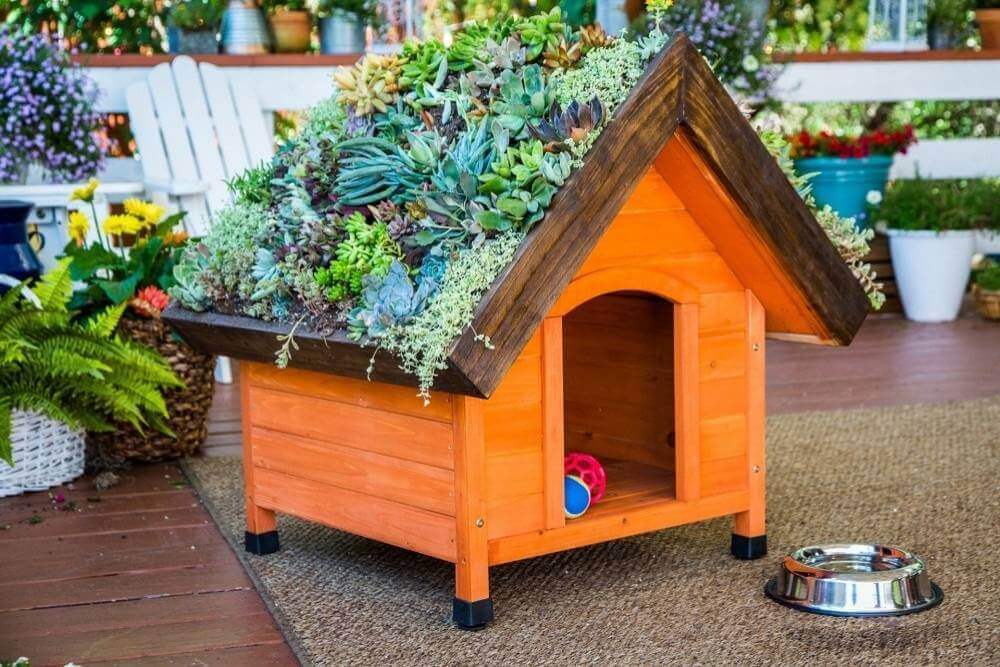Wooden doghouse plans with plants on top