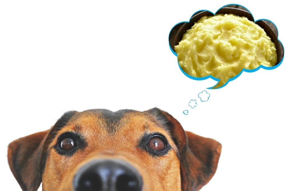 Is mashed potatoes safe for dogs to eat?