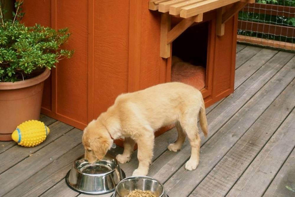 Diy dog kennel outdoor