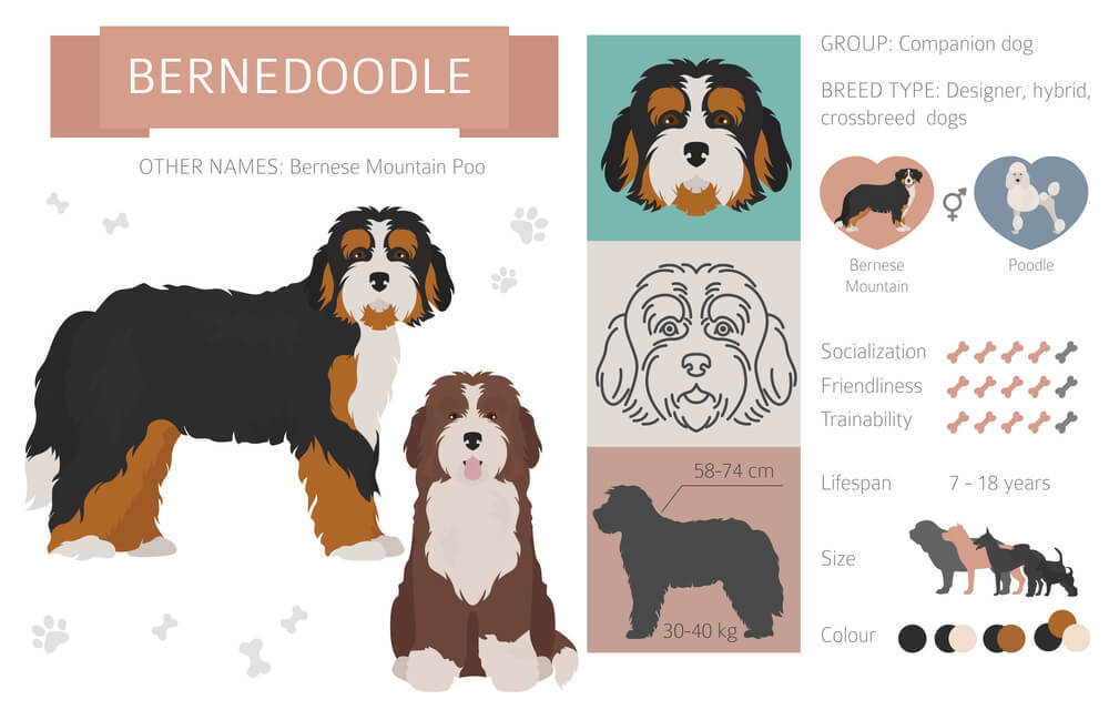 Bernedoodle Dog Traits 