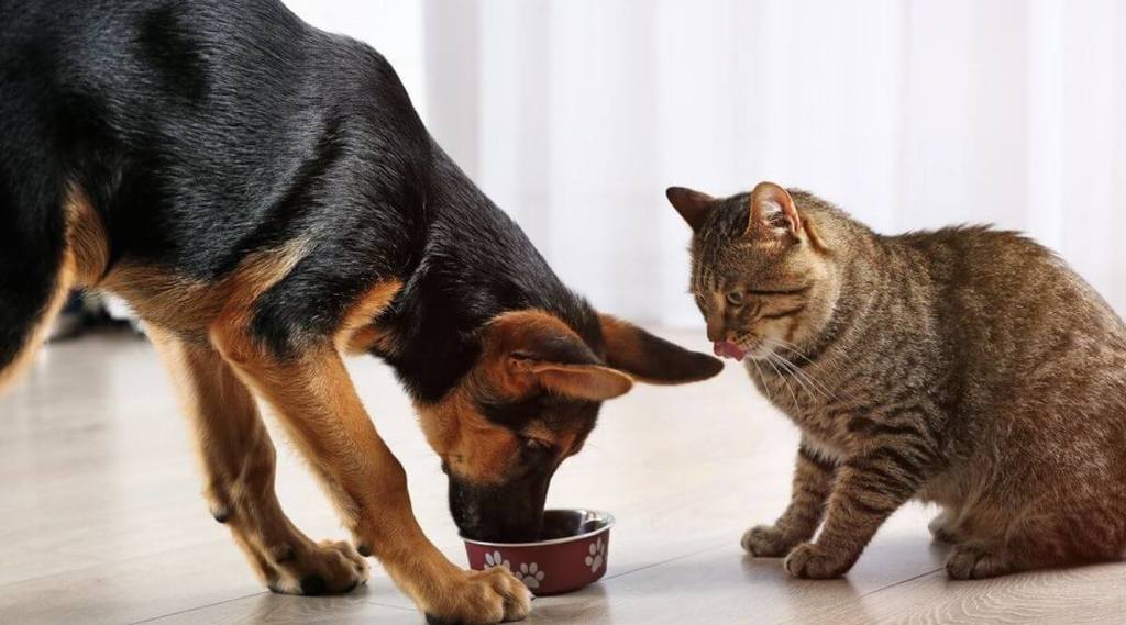 A german shepherd puppy eating cat food while tabby cat stares on.