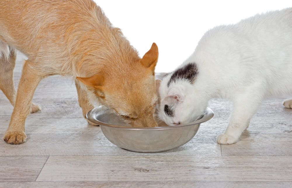 Jack Russell dog sharing food with cat from same bowl