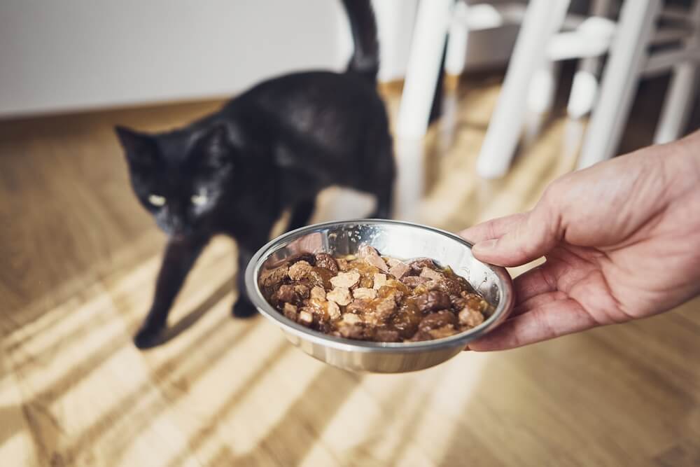 Why Is Cat Food Bad for Dogs To Eat?
