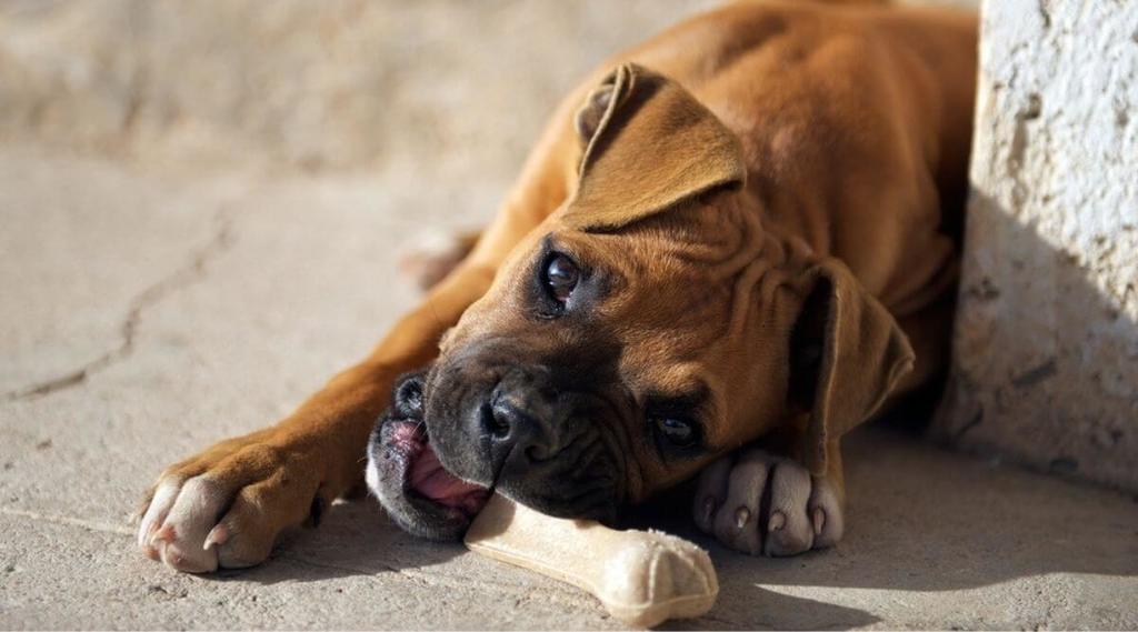 Boxer puppy chewing on a dog food bone