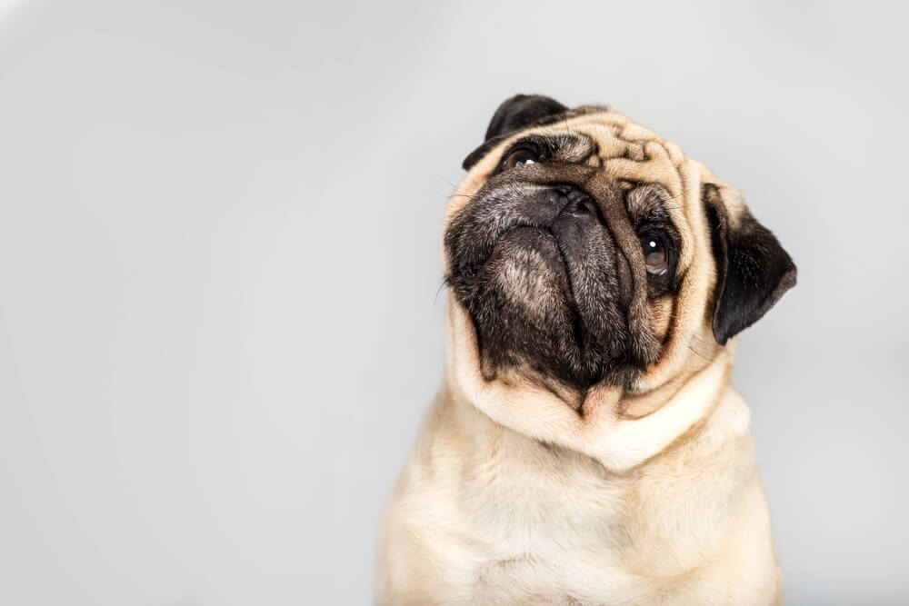 A cute pug dog is among the most loving and affectionate dog breeds