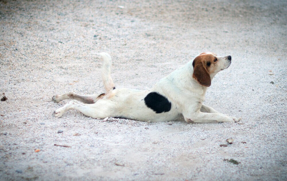 Dog scooting and dragging his bum along the ground