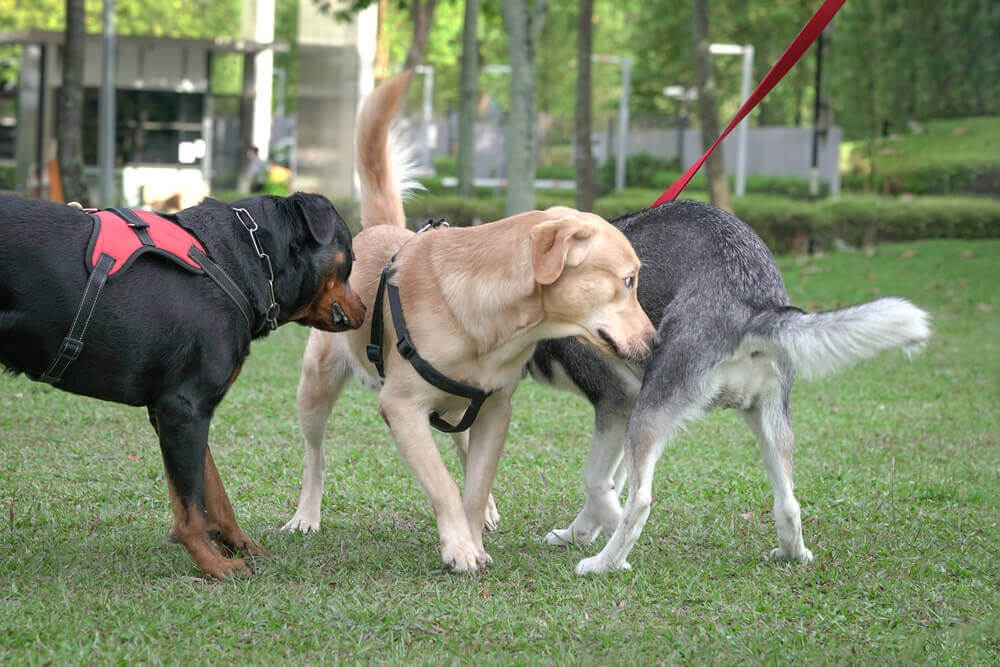 Dogs greeting one another in dog park by sniffing