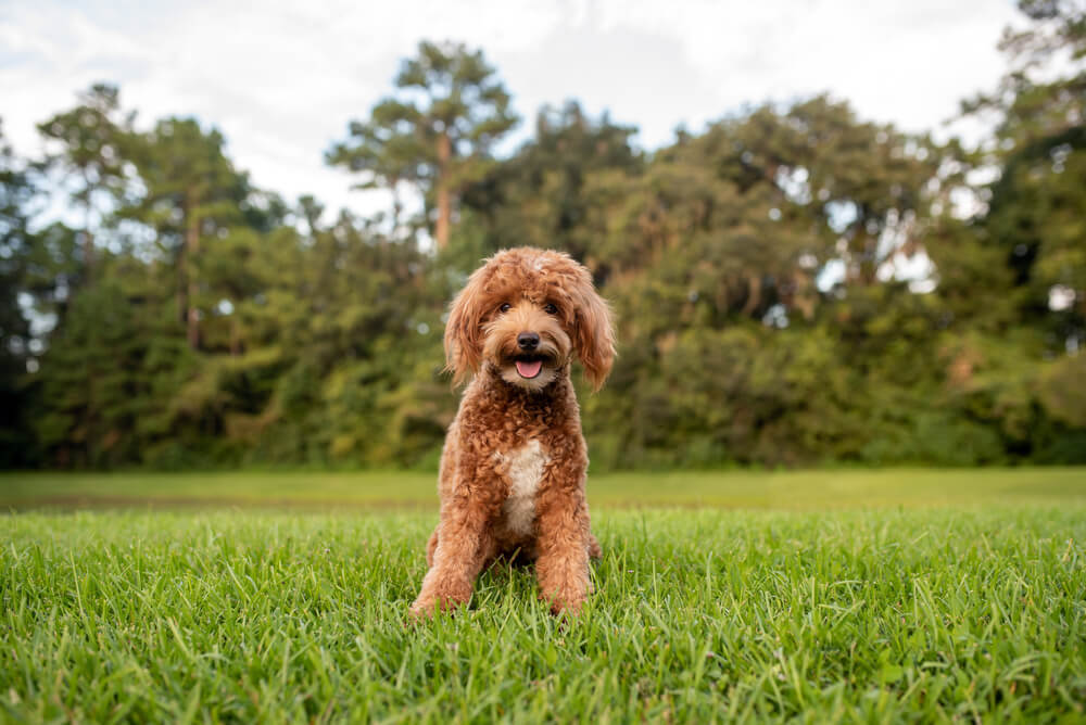 Mini goldendoodle smiling happily