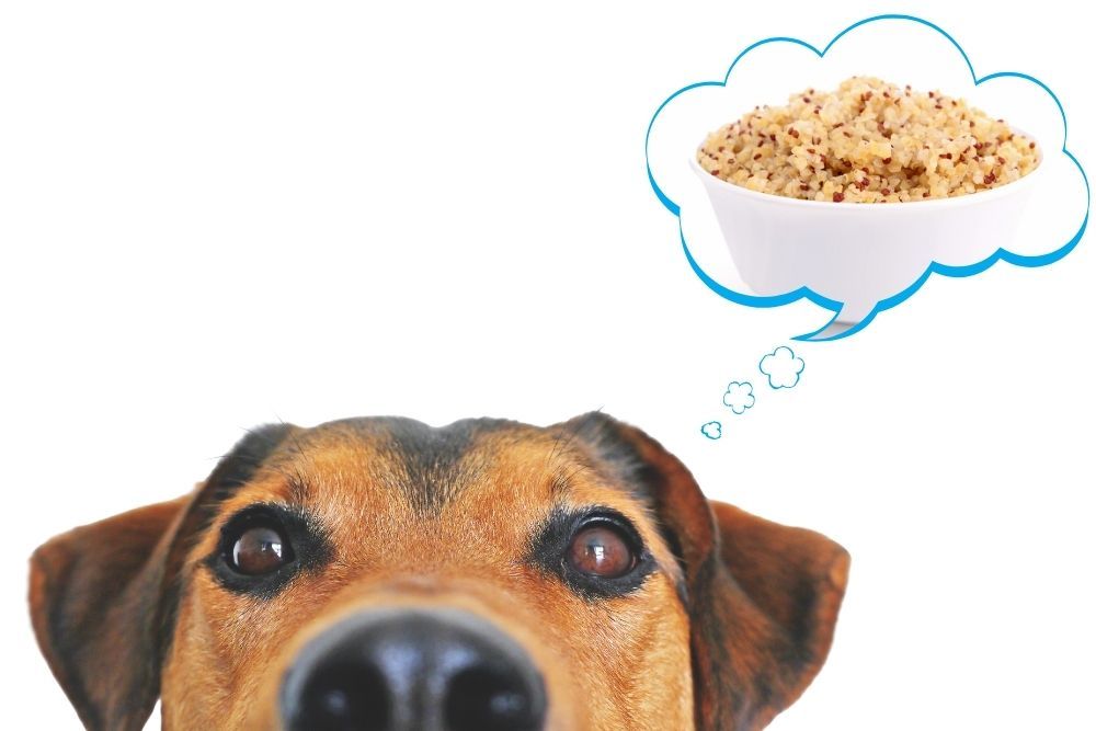 Is Quinoa OK for Dogs To Eat?