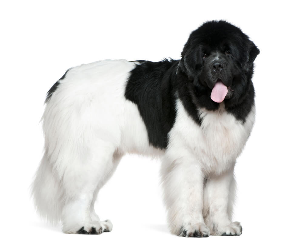 A Black and White adorable Newfoundland dog breed