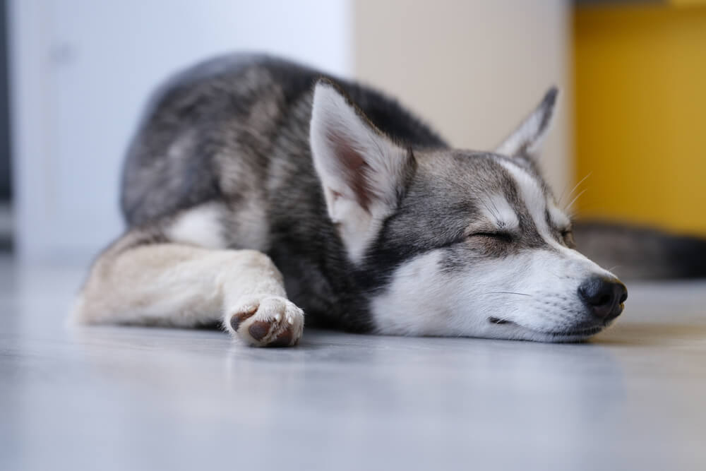 Small husky, Alaskan Klee Kai Dog Breed is sleeping on the floor