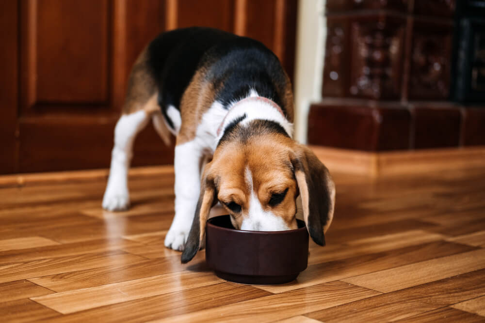 Beagle Puppy Eating From Food Bowl