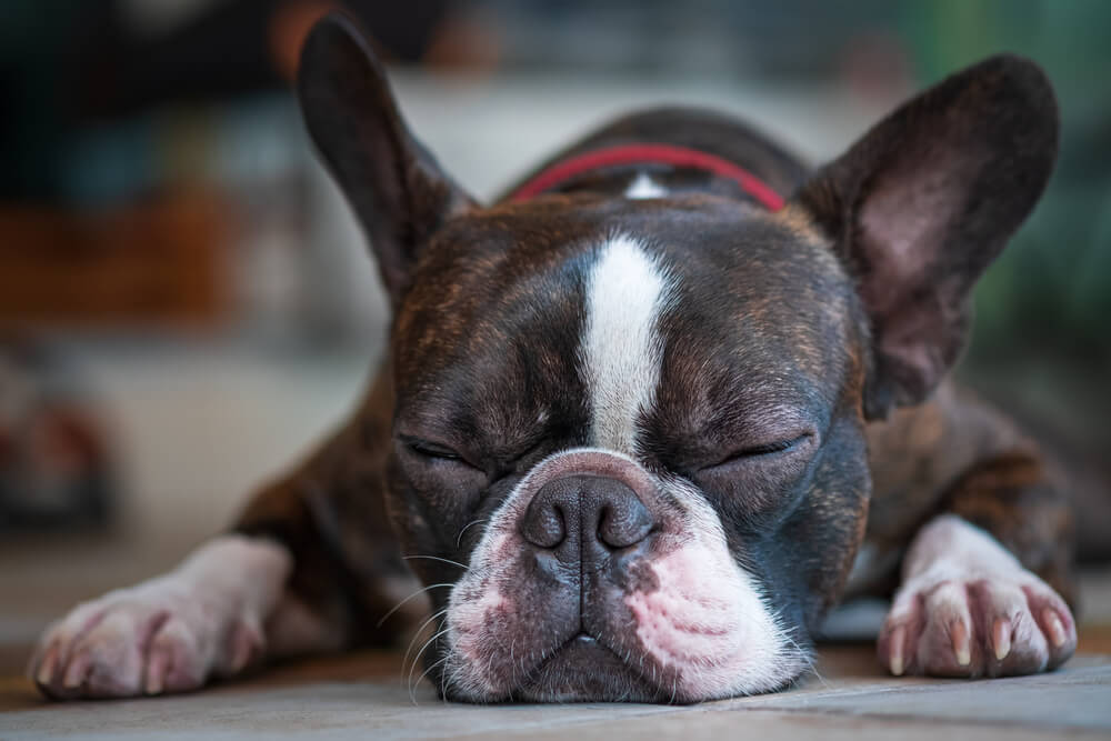 Why do boston terriers snore