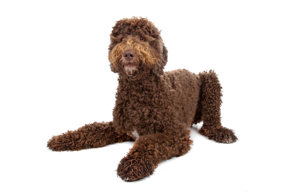 Brown Labradroodle Dog Breed Playful Sitting Down